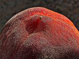Fuzzy Peach_P1100989